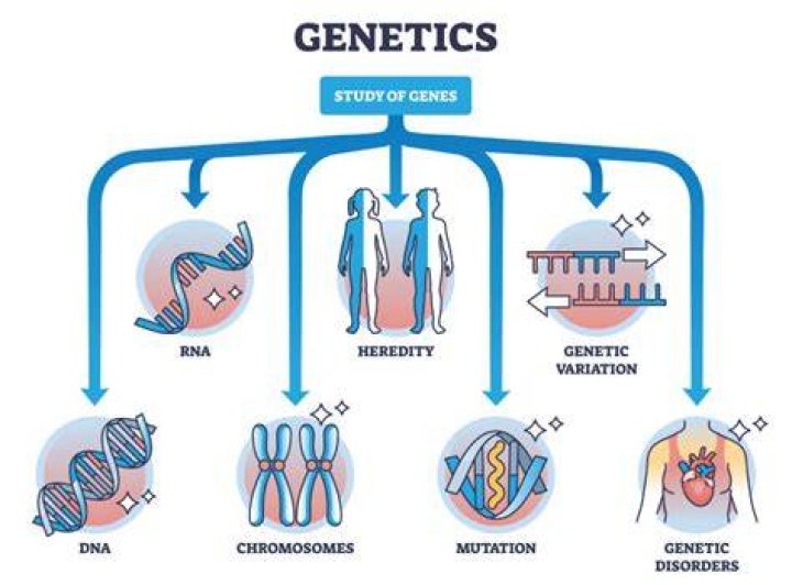 Genetics, Carmelo-maika
